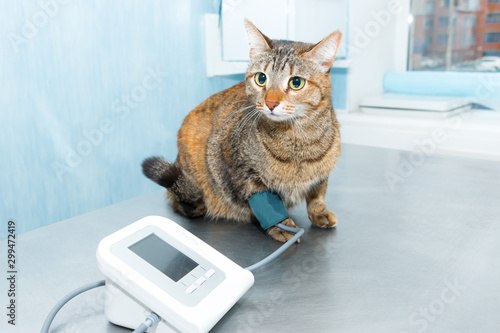 Vet clinic. Measure blood pressure of a cat.