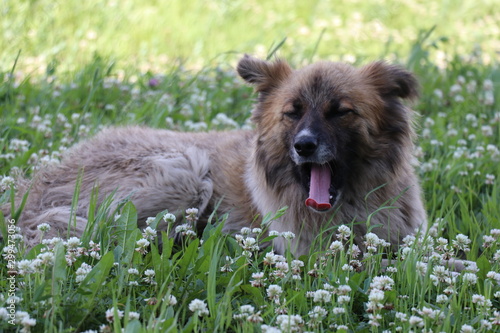 dog on the grass