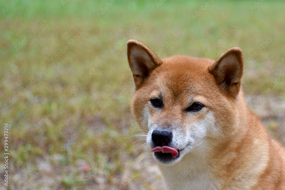 柴犬・カメラ目線・舌 柴犬・カメラ目線・舌