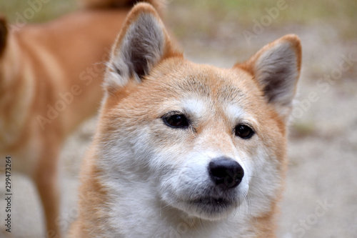 柴犬・正面・考え中