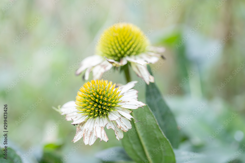 秋の花