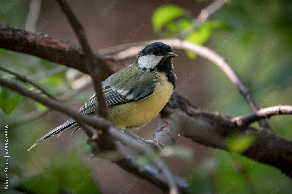 Fototapeta premium Autumn