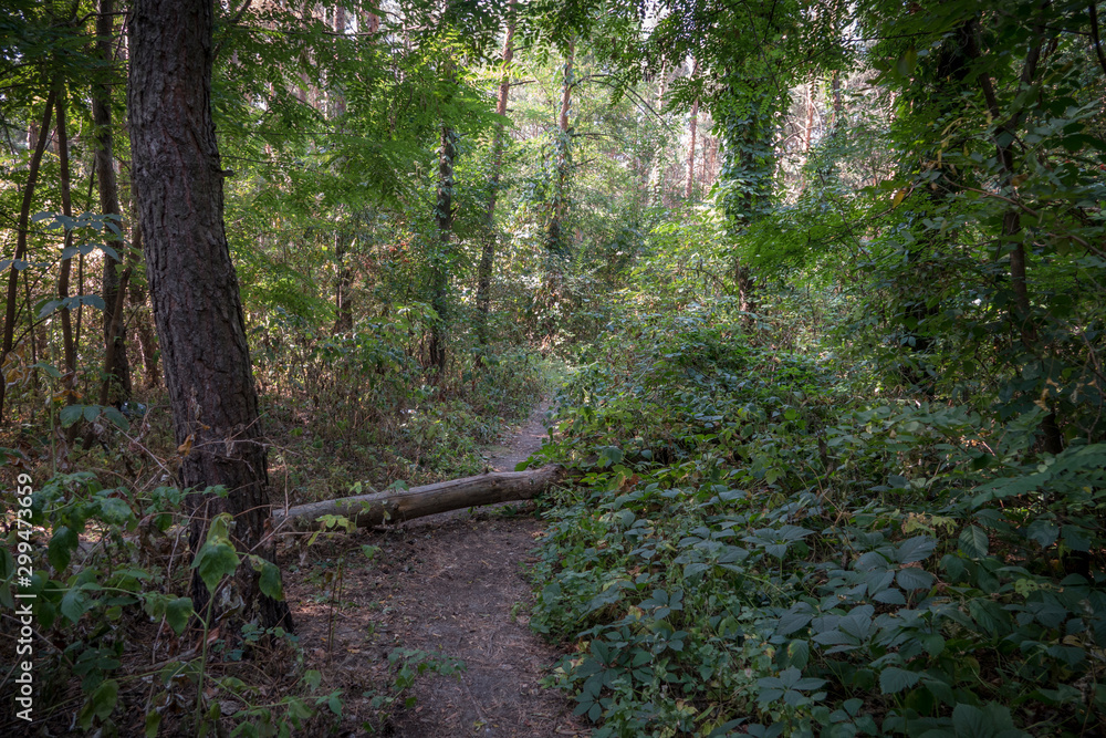 Obraz premium Autumn