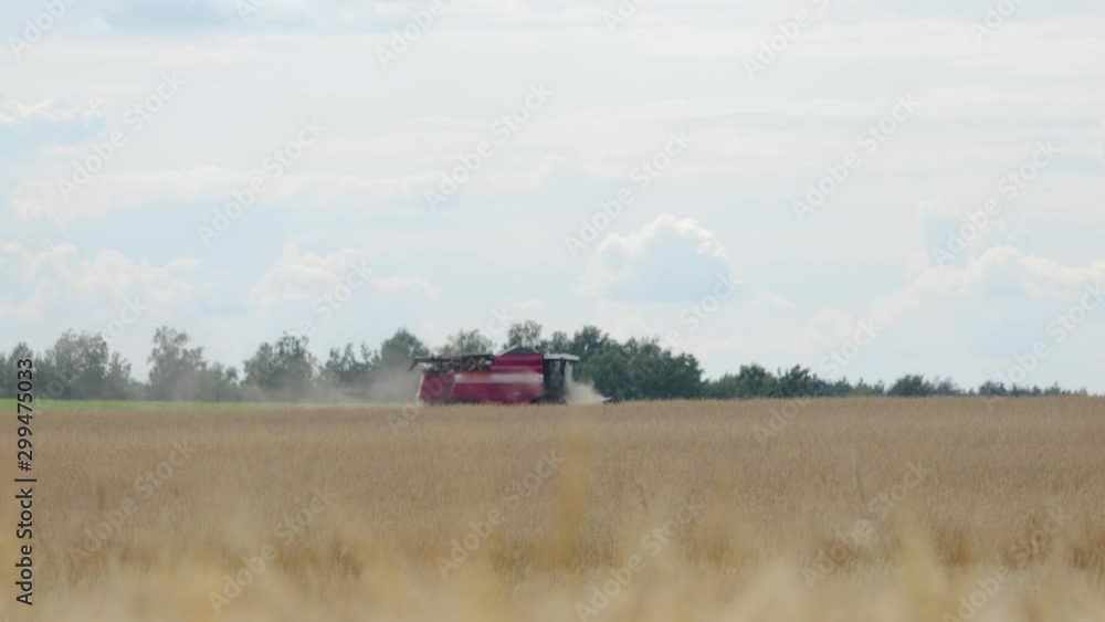 Side view of the combine harvester red removing ripe orange ears of rye, wheat in dry Sunny summer weather. Dust rises from under the reel. The concept of agribusiness Side view of the combine harvester red removing ripe orange ears of rye, wheat in dry Sunny summer weather. Dust rises from under the reel. The concept of agribusiness