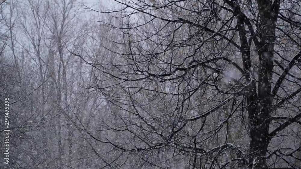 The First Snow Came Down Snow Falling First Snowfall The First Snow Came Down Snow Falling First Snowfall
