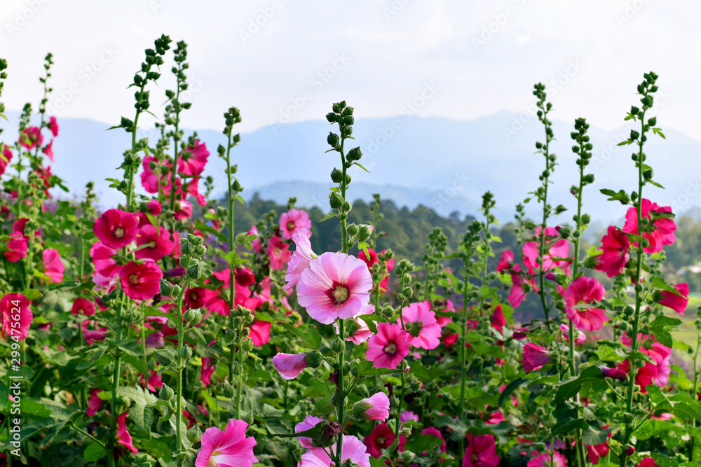Beautiful flowers field on the mountain scenery Beautiful flowers field on the mountain scenery