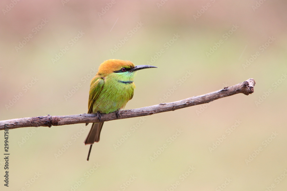 Bee-Eater