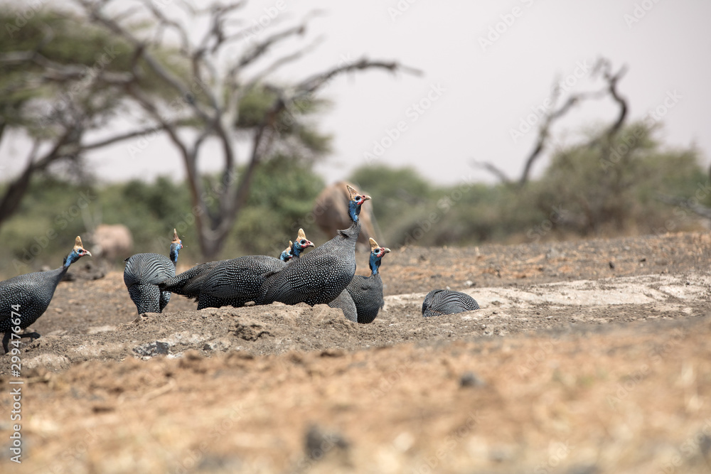 Obraz premium The helmeted guineafowl is the best known of the guineafowl bird family, Numididae, and the only member of the genus Numida.