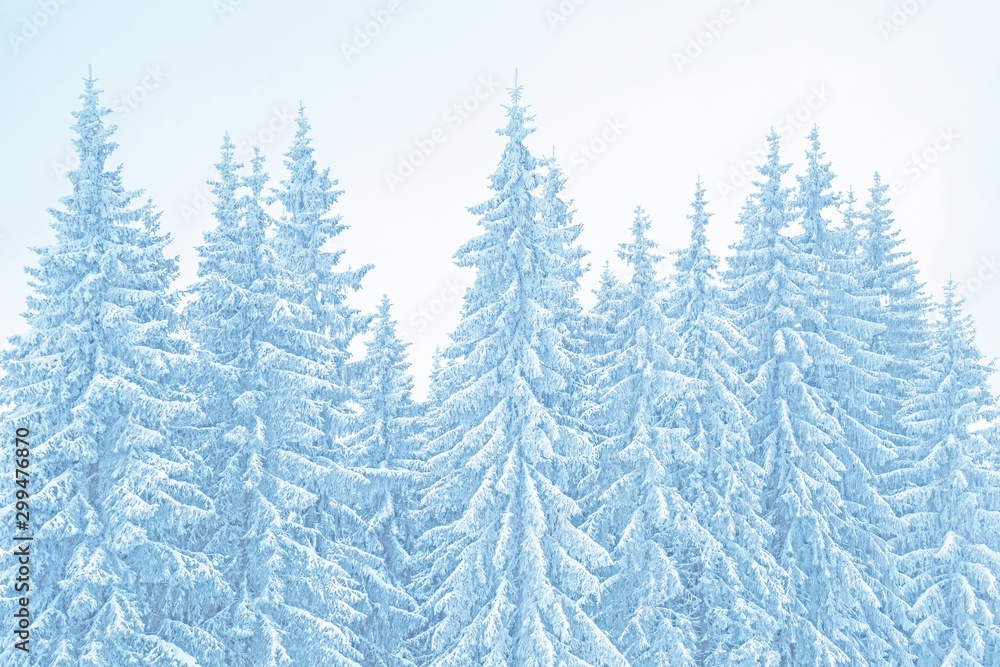 Winter mountains landscape. Toned background of snow covered christmas trees