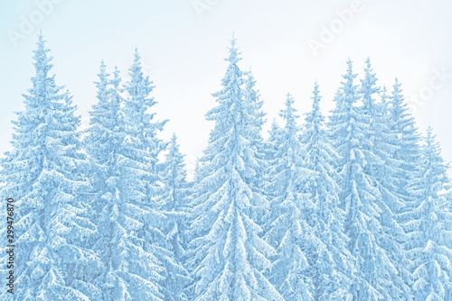 Winter mountains landscape. Toned background of snow covered christmas trees © FedBul