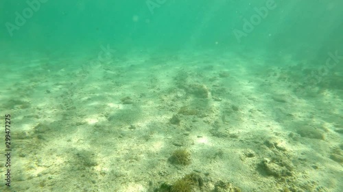 Colorful seabed in Guadeloupe, Caribbean sea photo