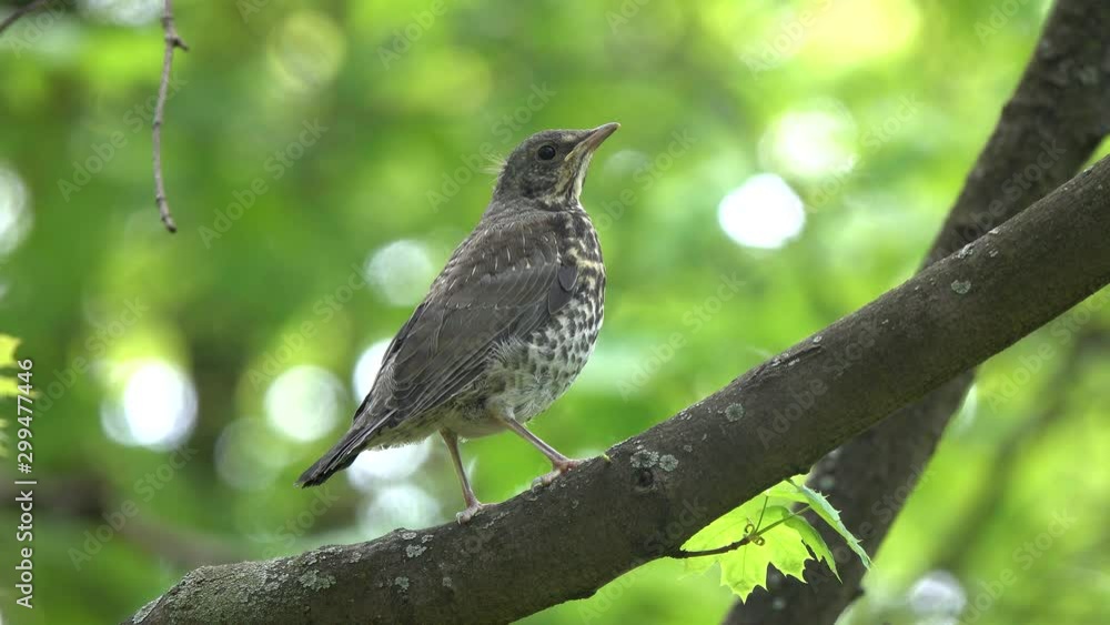Nestling of the Bird Thrush Fieldfare (Turdus pilaris) sitting on a branch in a park in spring Nestling of the Bird Thrush Fieldfare (Turdus pilaris) sitting on a branch in a park in spring