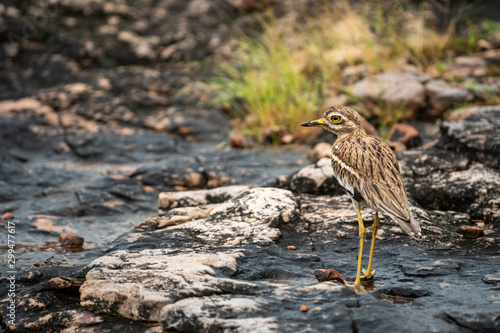Indian stone curlew or Indian thick knee bird on wet rocks during monsoon safari at ranthambore national park, rajasthan, india