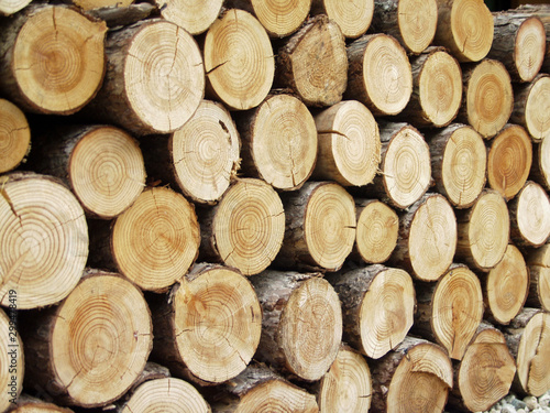 timber pattern