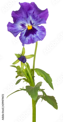 viola flower isolated