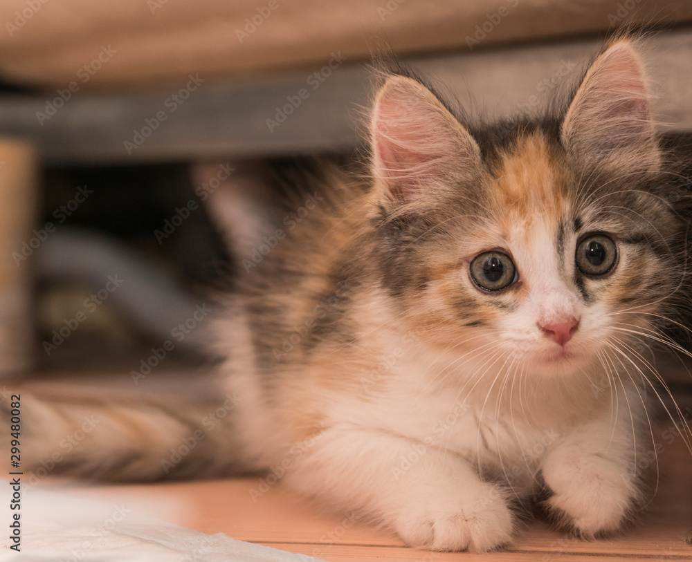 Beautiful cute little kitten portrait Beautiful cute little kitten portrait