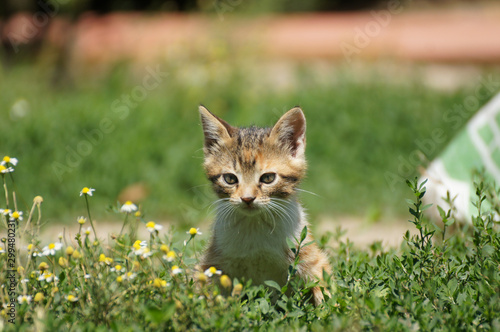 Beautiful cute little kitten at garden portrait