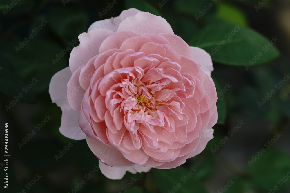 バラの花 バラの花