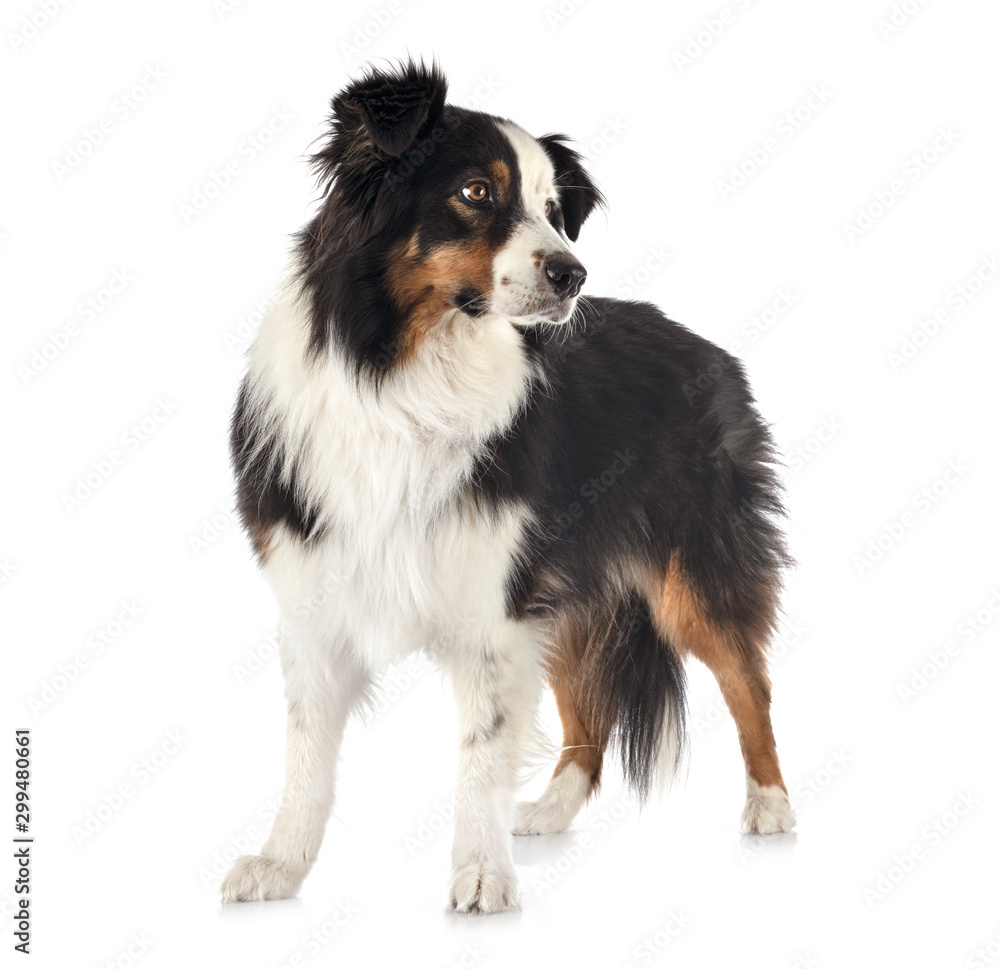 australian shepherd in studio