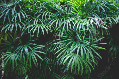 Fototapeta Naklejka Na Ścianę i Meble -  abstract green leaf texture, nature pattern background, tropical leaf