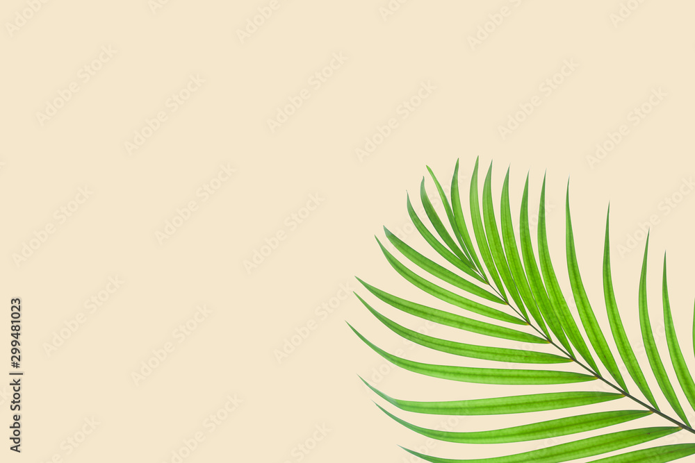 Natural palm leaf on pastel pink background Natural palm leaf on pastel pink background