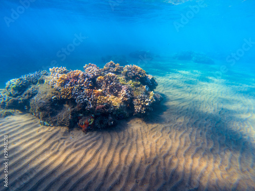 Underwater landscape with coral reef and fishes. Young coral reef on sandy sea bottom. Undersea scene with corals