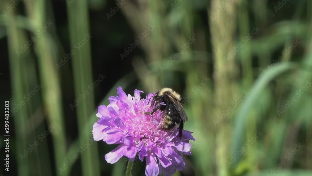 Bumblebee on a flower of a Cotton thistle or Scotch thistle (Onopordum acanthium) Bumblebee on a flower of a Cotton thistle or Scotch thistle (Onopordum acanthium)
