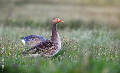 Wild graylag goose on green lawn (Anser anser).