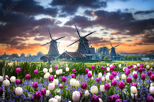 Netherlands landscape with beautifull violet and white tulips flowers. Dutch windmills and houses near the canal in Zaanse Schans postcard.