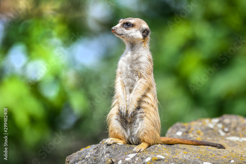 Papier peint Portrait of meerkat on stone with color backround