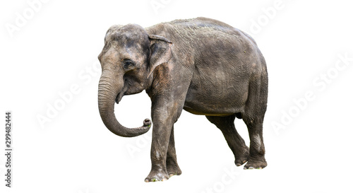 Young elephant isolated on white background.