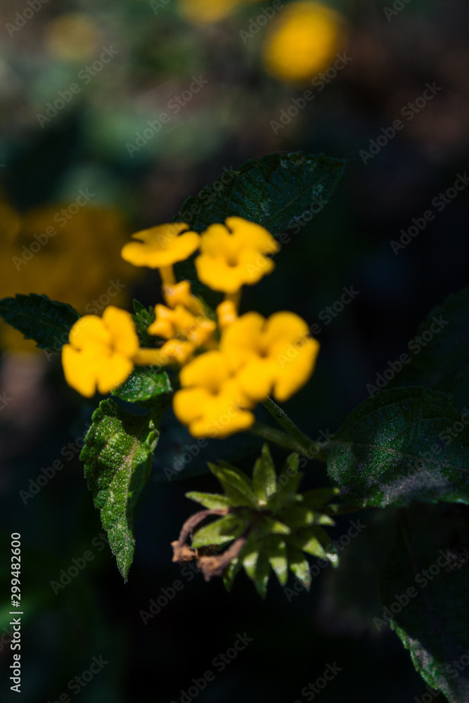 beautiful of yellow flowers on blurred background beautiful of yellow flowers on blurred background