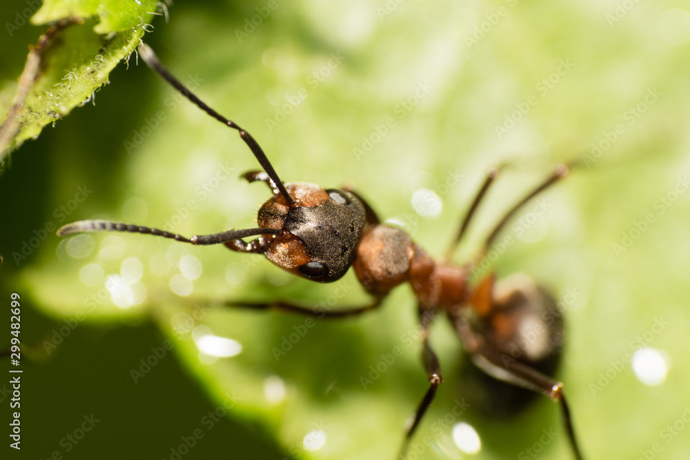 extreme macro - Big black ant closeup extreme macro - Big black ant closeup