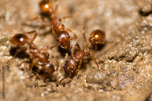 Fire Ants at sand after rain