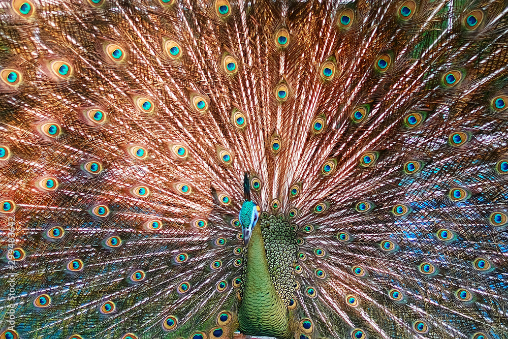 Fototapeta premium Peacock spread their feather tail
