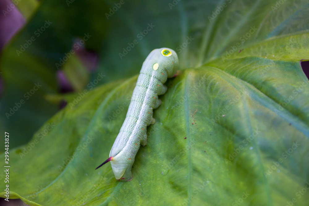 Beautiful caterpillar creeps on big green leaf Beautiful caterpillar creeps on big green leaf