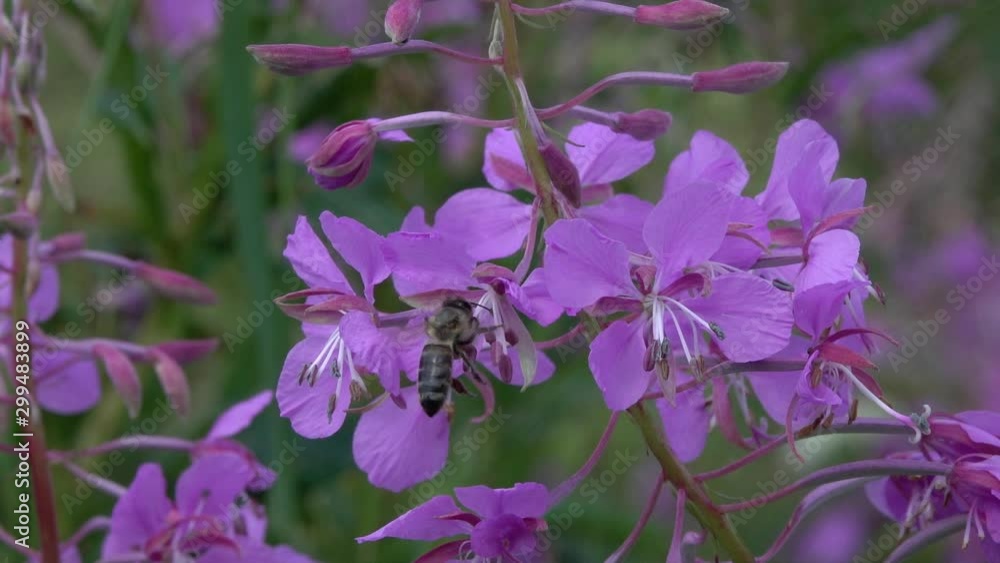 The bee collects nectar on the flower of the Fireweed (Chamaenerion angustifolium), slow motion The bee collects nectar on the flower of the Fireweed (Chamaenerion angustifolium), slow motion