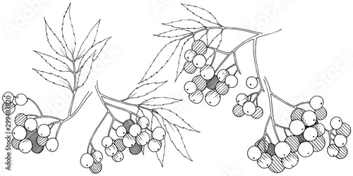 Vector autumn black sorbus plant. Berry plant botanical garden floral foliage. Isolated illustration element.