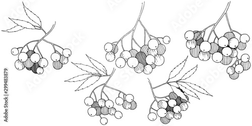 Vector autumn black sorbus plant. Berry plant botanical garden floral foliage. Isolated illustration element.