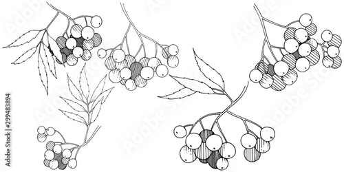 Vector autumn black sorbus plant. Berry plant botanical garden floral foliage. Isolated illustration element.