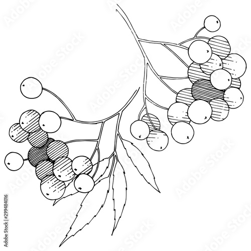Vector autumn black sorbus plant. Berry plant botanical garden floral foliage. Isolated illustration element.