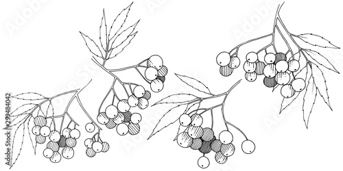 Vector autumn black sorbus plant. Berry plant botanical garden floral foliage. Isolated illustration element.