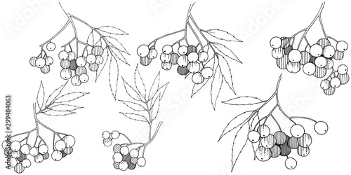 Vector autumn black sorbus plant. Berry plant botanical garden floral foliage. Isolated illustration element.