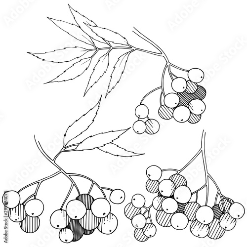 Vector autumn black sorbus plant. Berry plant botanical garden floral foliage. Isolated illustration element.
