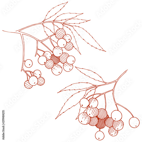 Vector autumn red sorbus plant. Berry plant botanical garden floral foliage. Isolated illustration element.