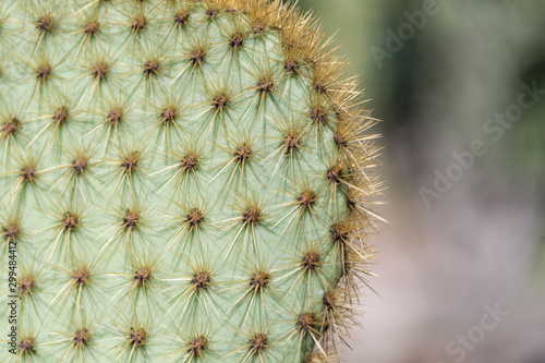 Closeup of spines on cactus, background cactus with spines. Big cactus surface, natural background © Magryt