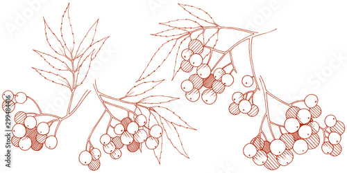 Vector autumn red sorbus plant. Berry plant botanical garden floral foliage. Isolated illustration element.