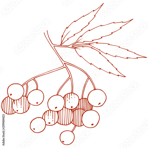 Vector autumn red sorbus plant. Berry plant botanical garden floral foliage. Isolated illustration element.