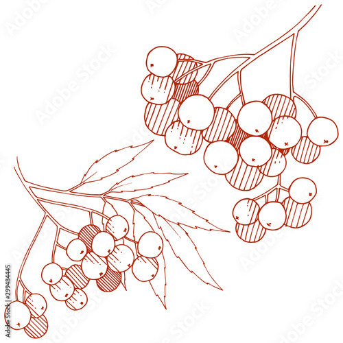 Vector autumn red sorbus plant. Berry plant botanical garden floral foliage. Isolated illustration element.