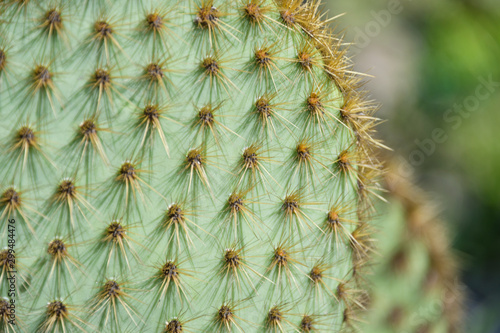 Wallpaper Mural Closeup of spines on cactus, background cactus with spines. Big cactus surface, natural background Torontodigital.ca